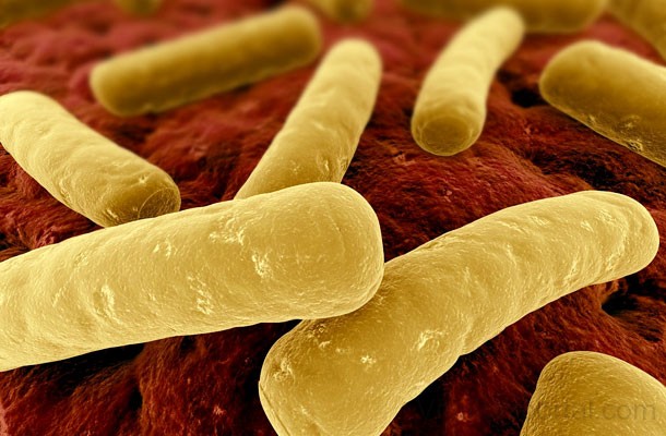 bakteriumok