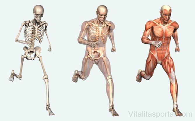 Tény: A csont is, mint minden más szerv, állandóan átalakul, megújul.