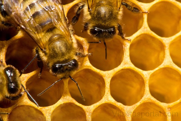 A méhpempő  is veszélyes lehet az asztma szempontjából.