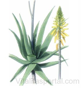 Aloe növény