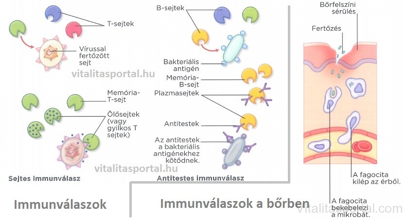 immunvalaszok-immunvalaszok-a-borben