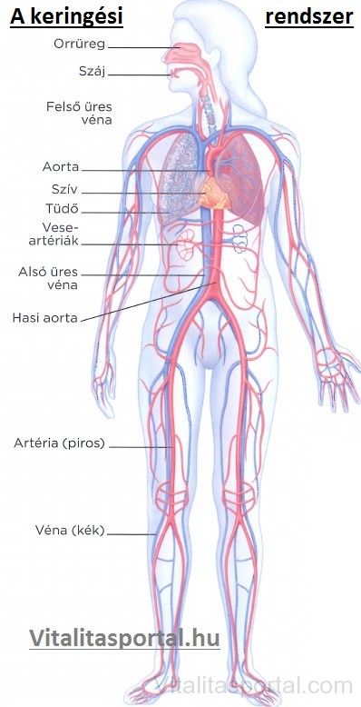 Véna artéria