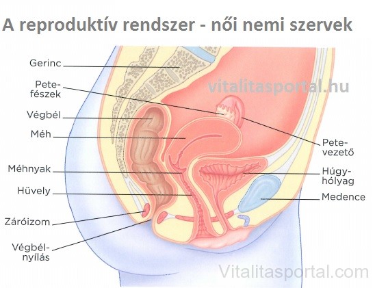noi-nemi-szervek-reproduktiv-rendszer