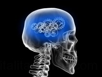 Az agy a gerincvelővel együtt alkotja a központi idegrendszert.