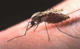 A rovarcsípés-allergiát a rovarméreg ellen a szervezetben ter­melődött IgE antitestek idézik elő.