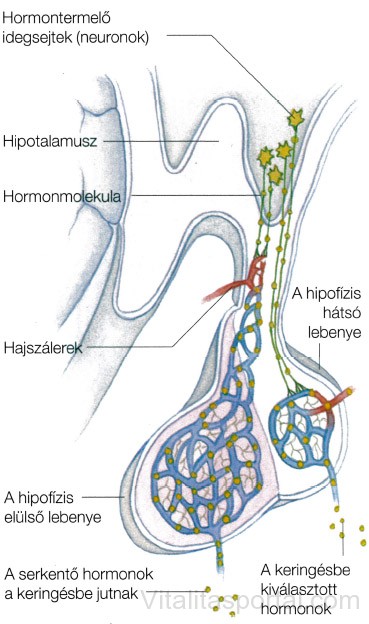 A hipofízis szerkezete
