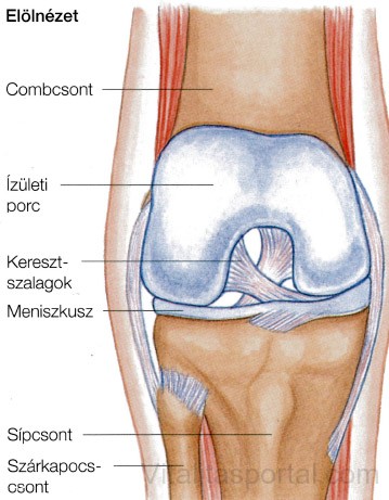 Ízületi térdízület szerkezete - A térd deformáló artrózisának jelei 1 fok