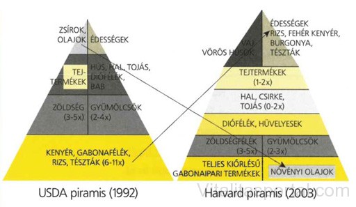 Táplálkozás piramis