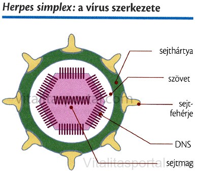 A herpesz vírusa