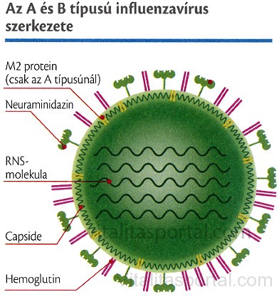 Influenza vírus A és B