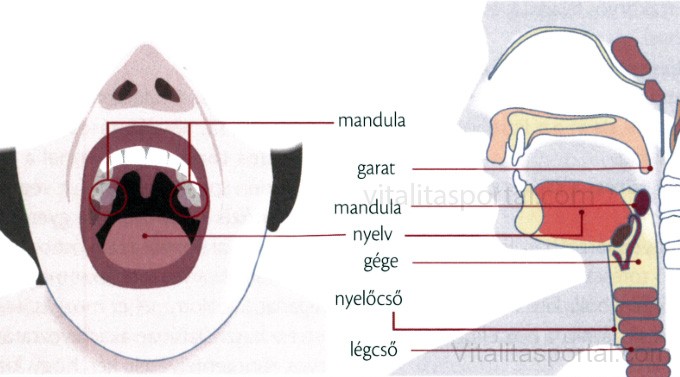 Torokfájás anatómiája